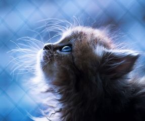 kitten-19.jpg