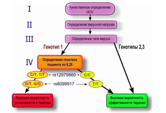 интерлейкин-1.jpg