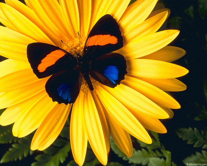 22984727_1208483860_butterfly_daisy1.jpg