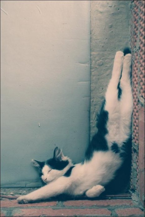 1303397352_cat-nap-09.jpg