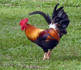 Rooster-4320.jpg