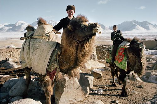 Верблюды для памирских киргизов не только средство передвижения, источник молока и шерсти, но и символ достатка.