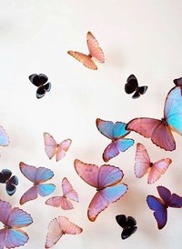 бабочки.jpg