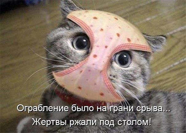 котэ1.jpg