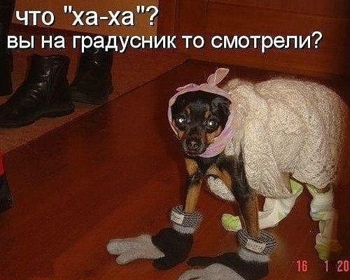 собака.jpg