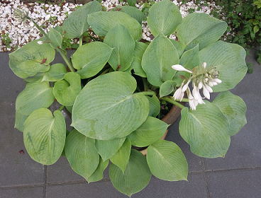 hosta.png