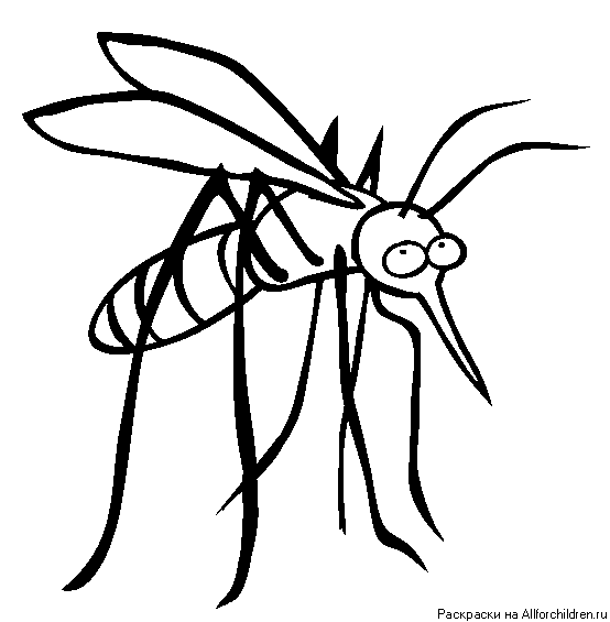 mosquito05.gif