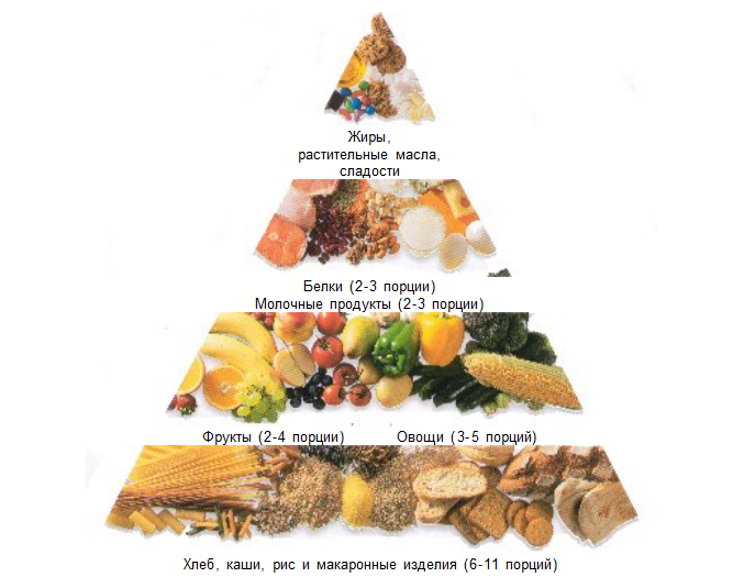 пищевая пирамида.PNG