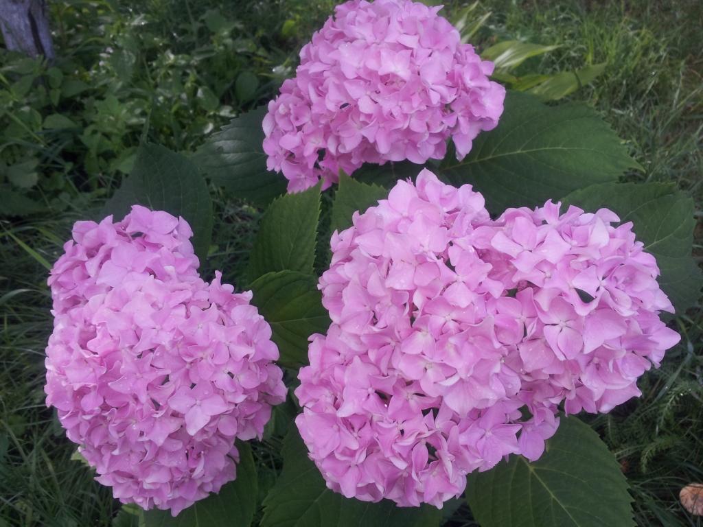 20130629_090533.jpg