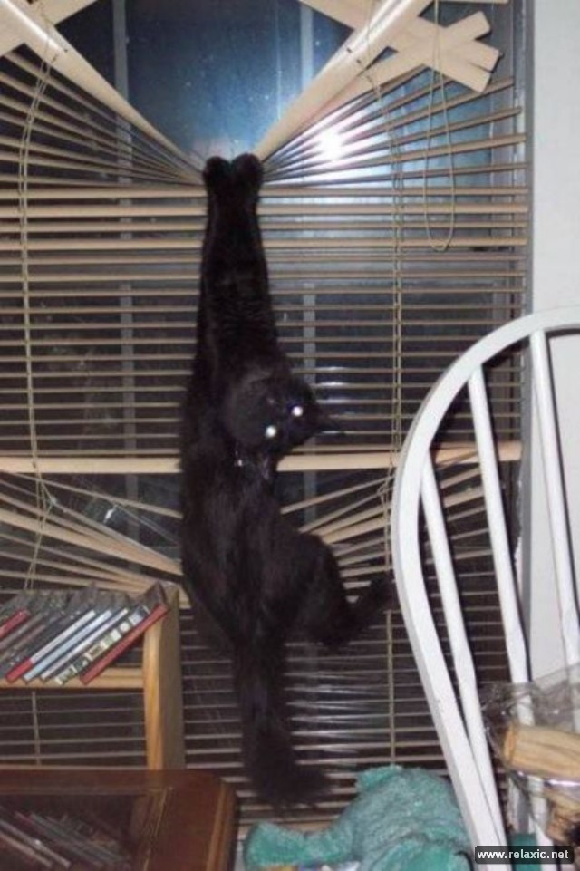 cats-vs-blinds_00000.jpg