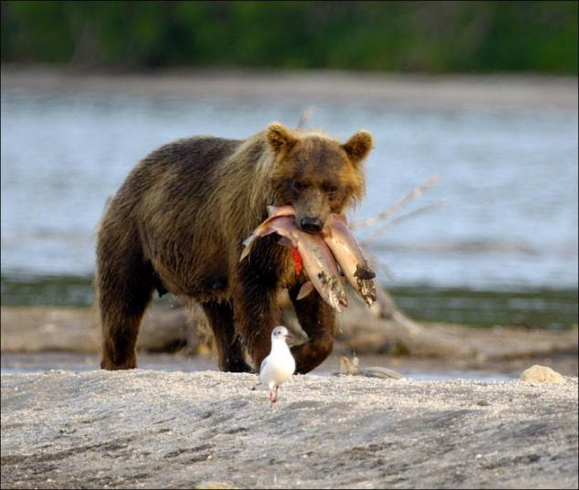 медведь-рыбак.jpg