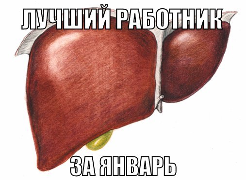 печень.jpg