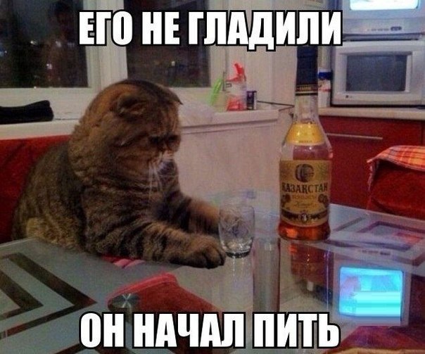 коте бухает.jpg