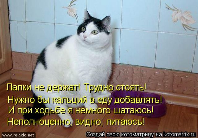 кот нашей Незайка)))