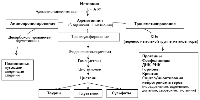 метионин.jpeg