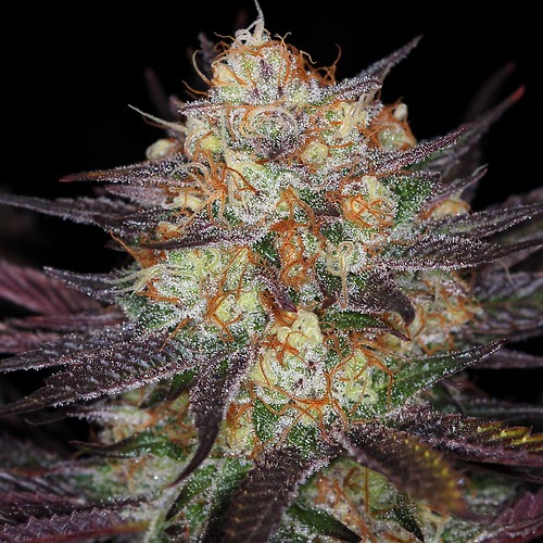 querklekush-weed-strains-querkle-kush-thcfinder.jpg