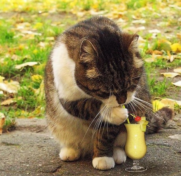 прием воду как кот))