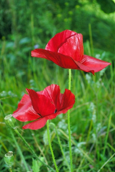 kartinki24_flowers_poppy_0002.jpg