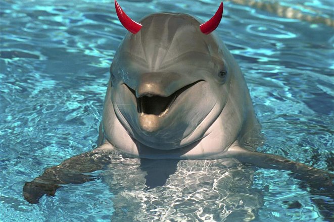 dolphin-rape.jpg