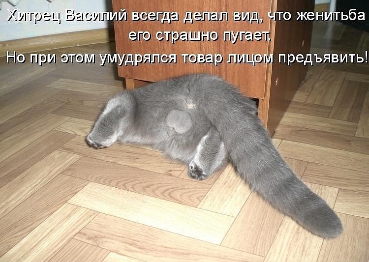 котя.jpg