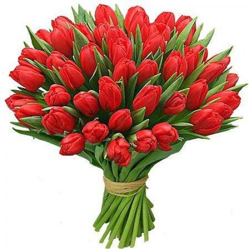 51redtulip-500x500.jpg