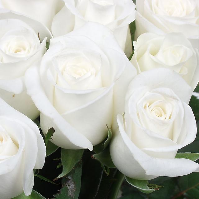 розы белые.jpg