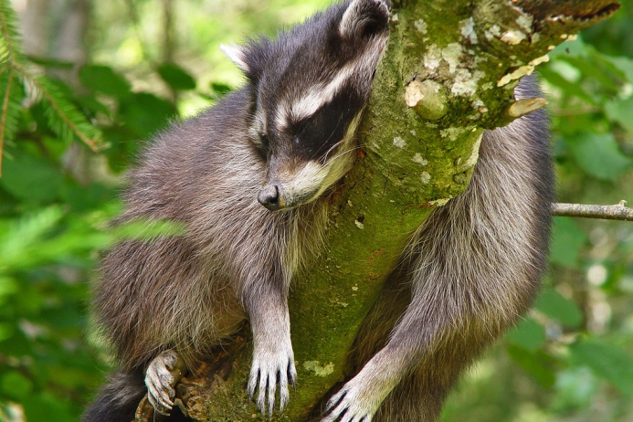 racoon___tambako_kropannaya.jpg