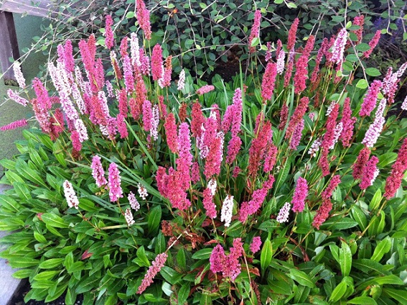 persicaria.jpg