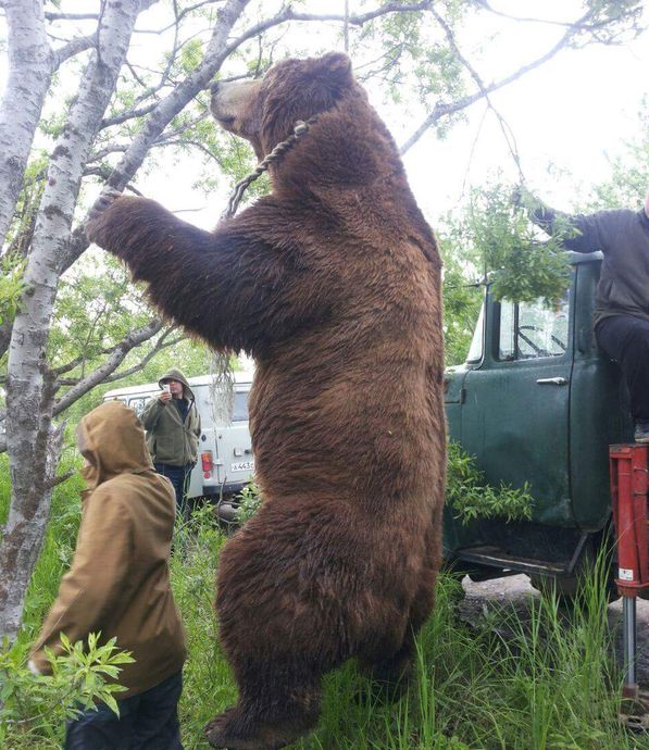 огромный-медведь_big.jpg