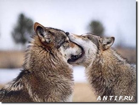 поцелуй волка.jpg