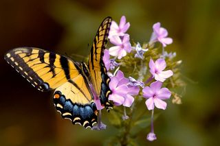 butterfly_on_flowers.jpg