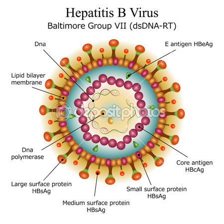 depositphotos_39584263-Diagram-of-Hepatitis-B-virus-particle-structure.jpg