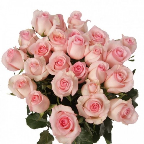 pinkroses-700x700.jpg