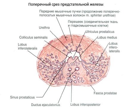 19196533-lekarstva-adenoma-prostaty.jpg