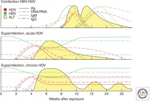 Здесь можно увидеть как ведут себя различные маркеры.<br />Верхний график - случай коинфекции HBV+HDV с самовыздоровлением.<br />Второй - саморазрешившаяся суперинфекция  <br />Третий - хроническая суперинфекция.