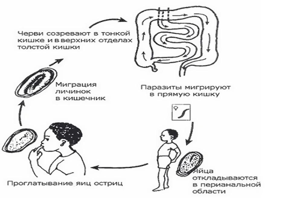 схема лечения от паразитов в организме человека схема лечения от паразитов в организме человека