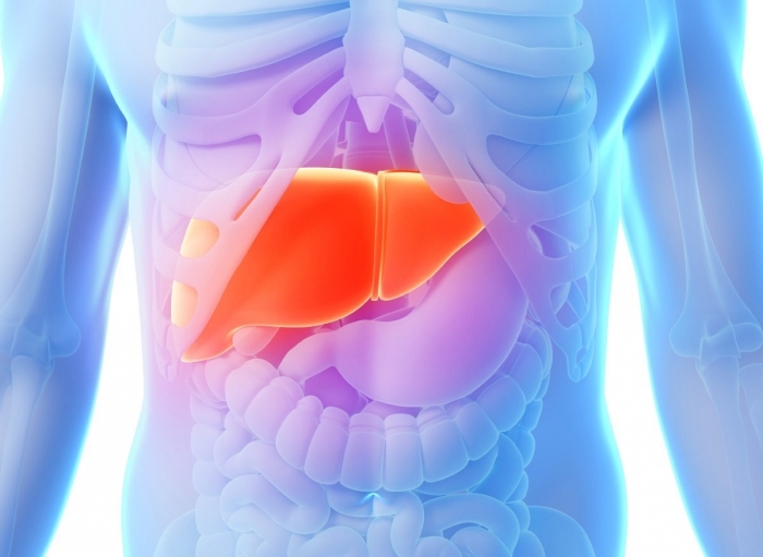 No Fat Diet And Biochemical Functions Of The Liver