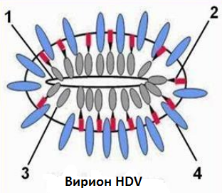Вирион HDV