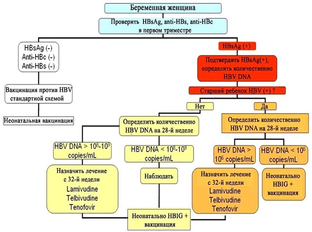 Алгоритм обследования беременных и управления HBV-инфекцией у беременных