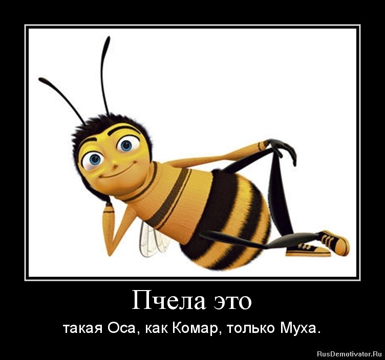 pchela.jpg