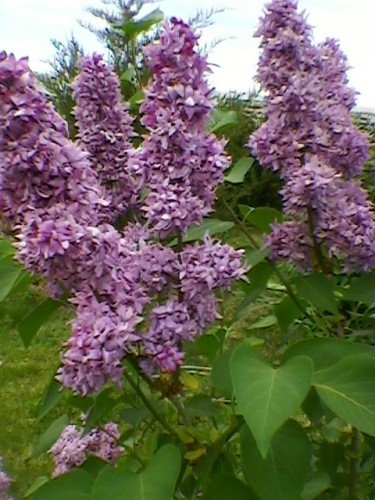 SP_A4905.jpg