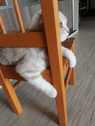 20180418_175525.gif
