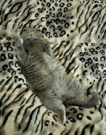 Кот