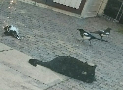 rps20180508_200326.jpg