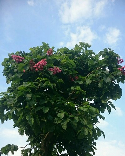 rps20180511_183315.jpg