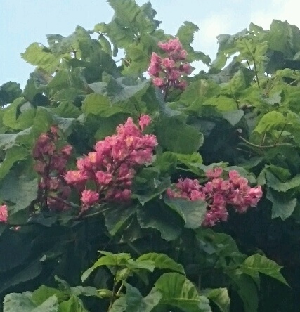 rps20180511_183436.jpg
