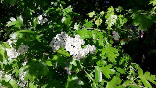 IMG-20180512-WA0003.jpg