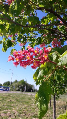 IMG-20180512-WA0010.jpg