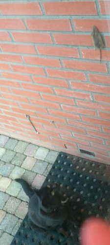 rps20180514_204902.jpg