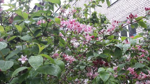 IMG-20180517-WA0000.jpg